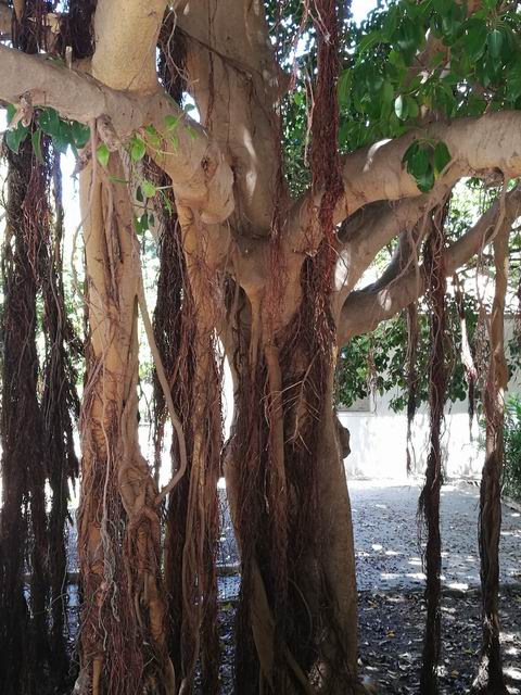 Quale Ficus?  Ficus rubiginosa o  suo ibrido